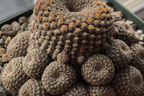 Brain Coral Cactus