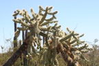 Opuntia Fulgida Cactus - 2 Fresh Cuttings (6-9 Inches)