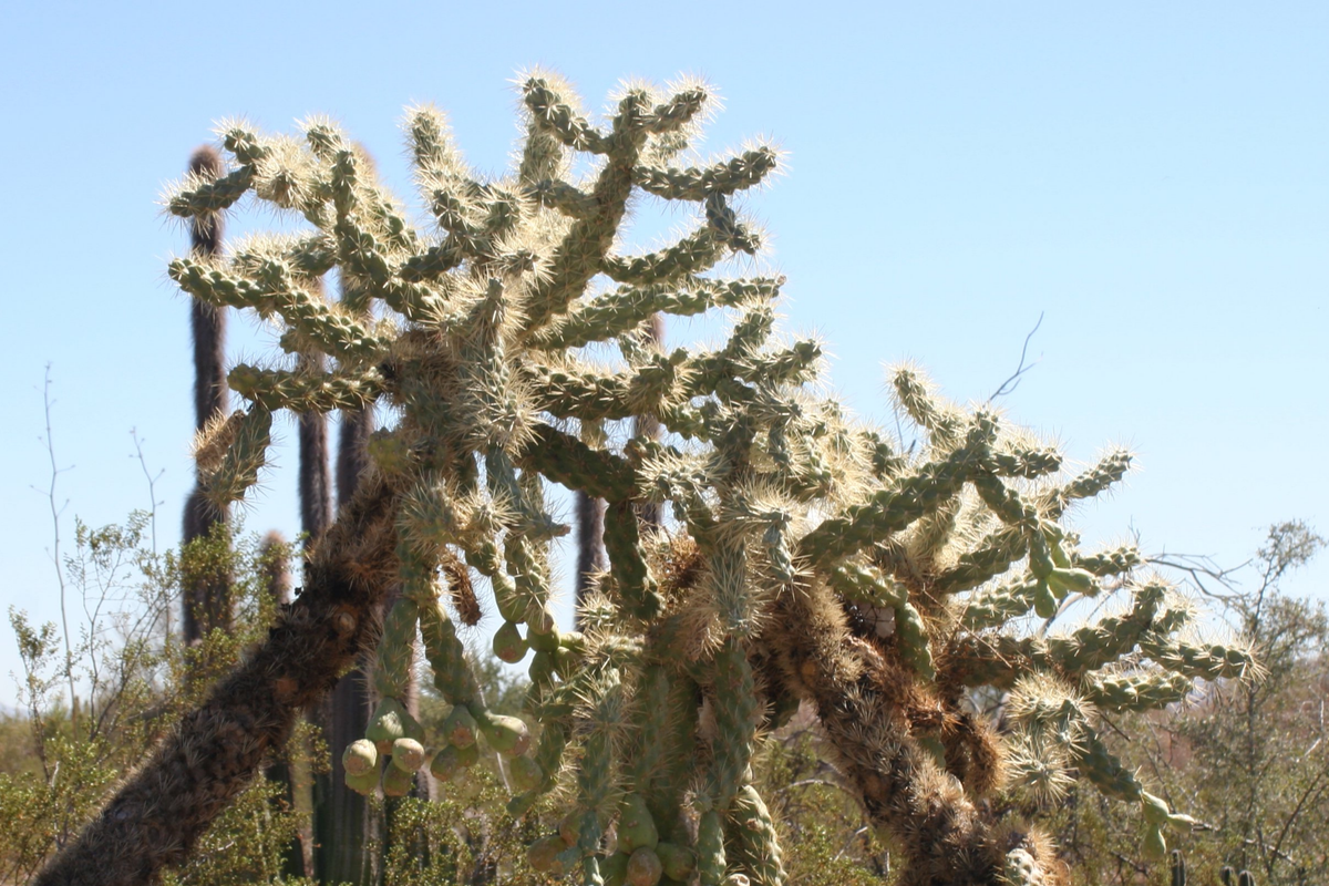 Opuntia Fulgida Cactus - 2 Fresh Cuttings (6-9 Inches)