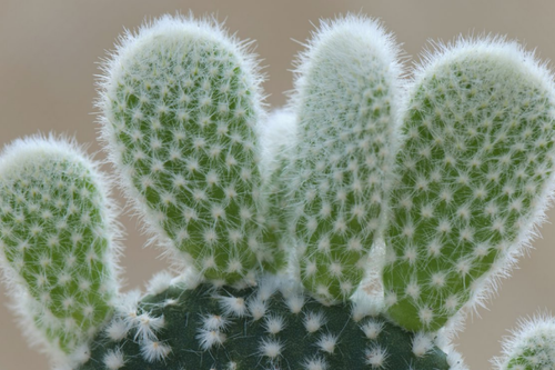 Bunny Ear Cactus 6" Plant