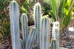 Pilosocereus Azureus "˜Blue Torch’ Cactus | 4" Live Cutting