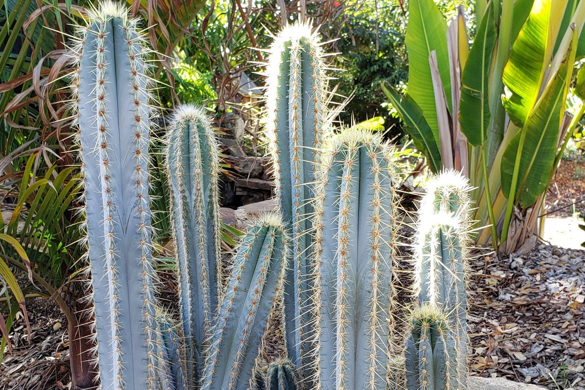 Pilosocereus Azureus "˜Blue Torch’ Cactus | 4" Live Cutting