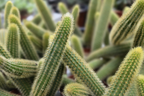 Gold Rat Tail Cactus | 3 Live Cuttings | Rare Cleistocactus Succulent