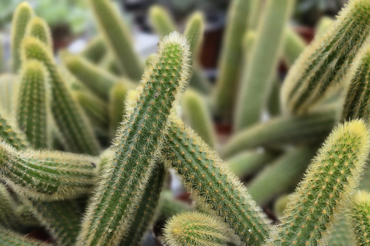 Gold Rat Tail Cactus | 3 Live Cuttings | Rare Cleistocactus Succulent