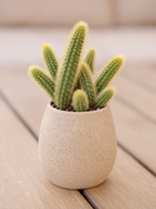 Gold Rat Tail Cactus | 3 Live Cuttings | Rare Cleistocactus Succulent