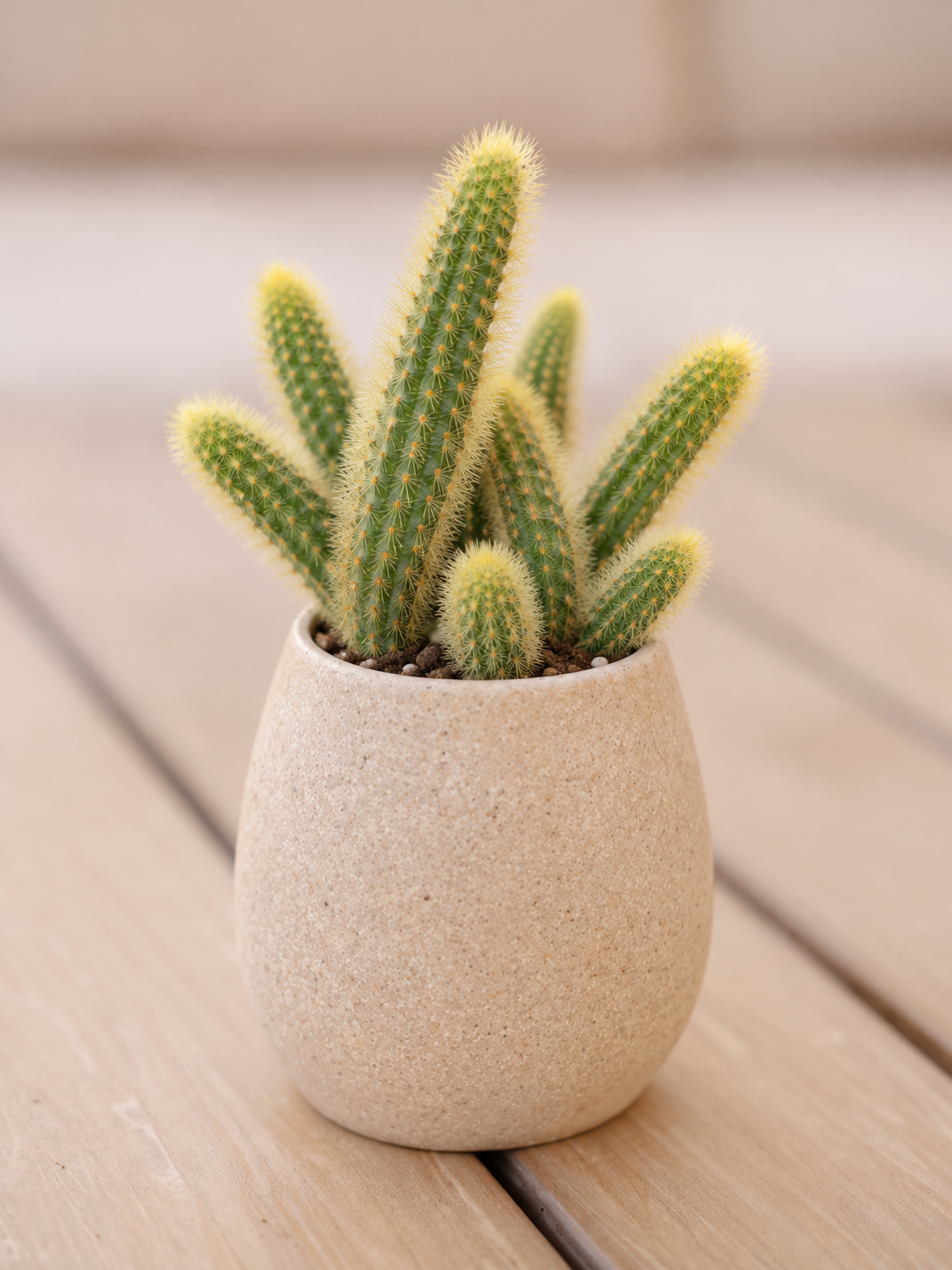 Gold Rat Tail Cactus | 3 Live Cuttings | Rare Cleistocactus Succulent