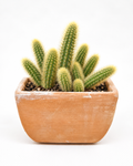 Gold Rat Tail Cactus | 3 Live Cuttings | Rare Cleistocactus Succulent