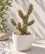 Opuntia Fulgida Cactus - 2 Fresh Cuttings (6-9 Inches)