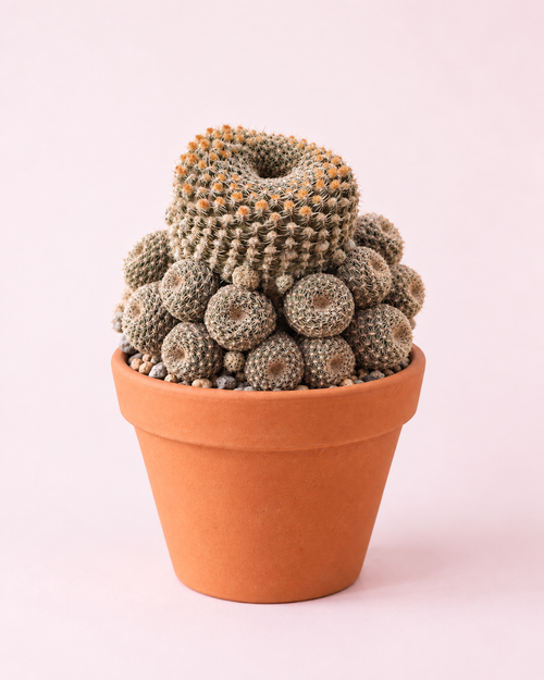 Brain_Coral_Shape_Cactus _Pot