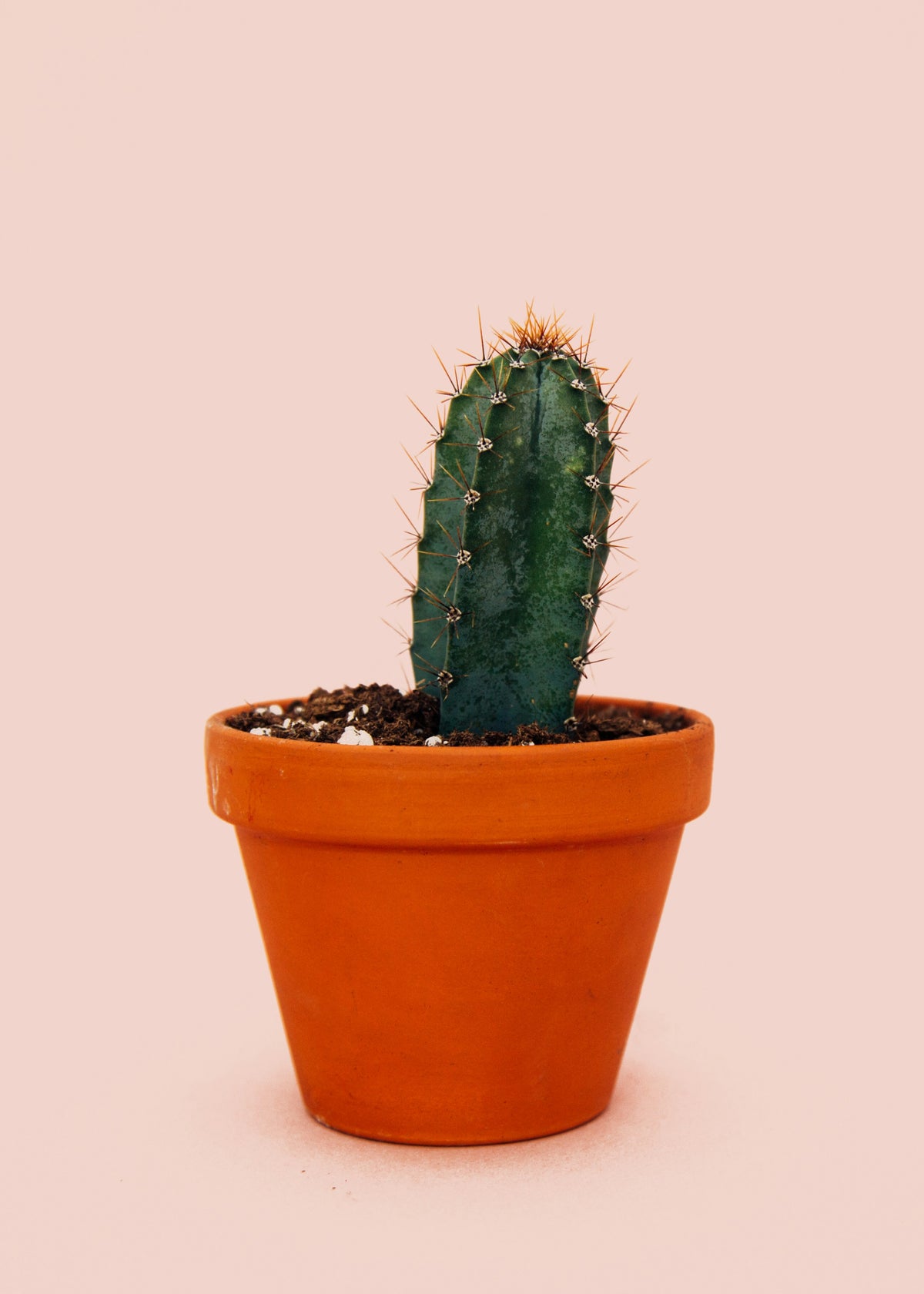 Pilosocereus Azureus "˜Blue Torch’ Cactus | 4" Live Cutting