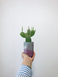 Cactus 24
