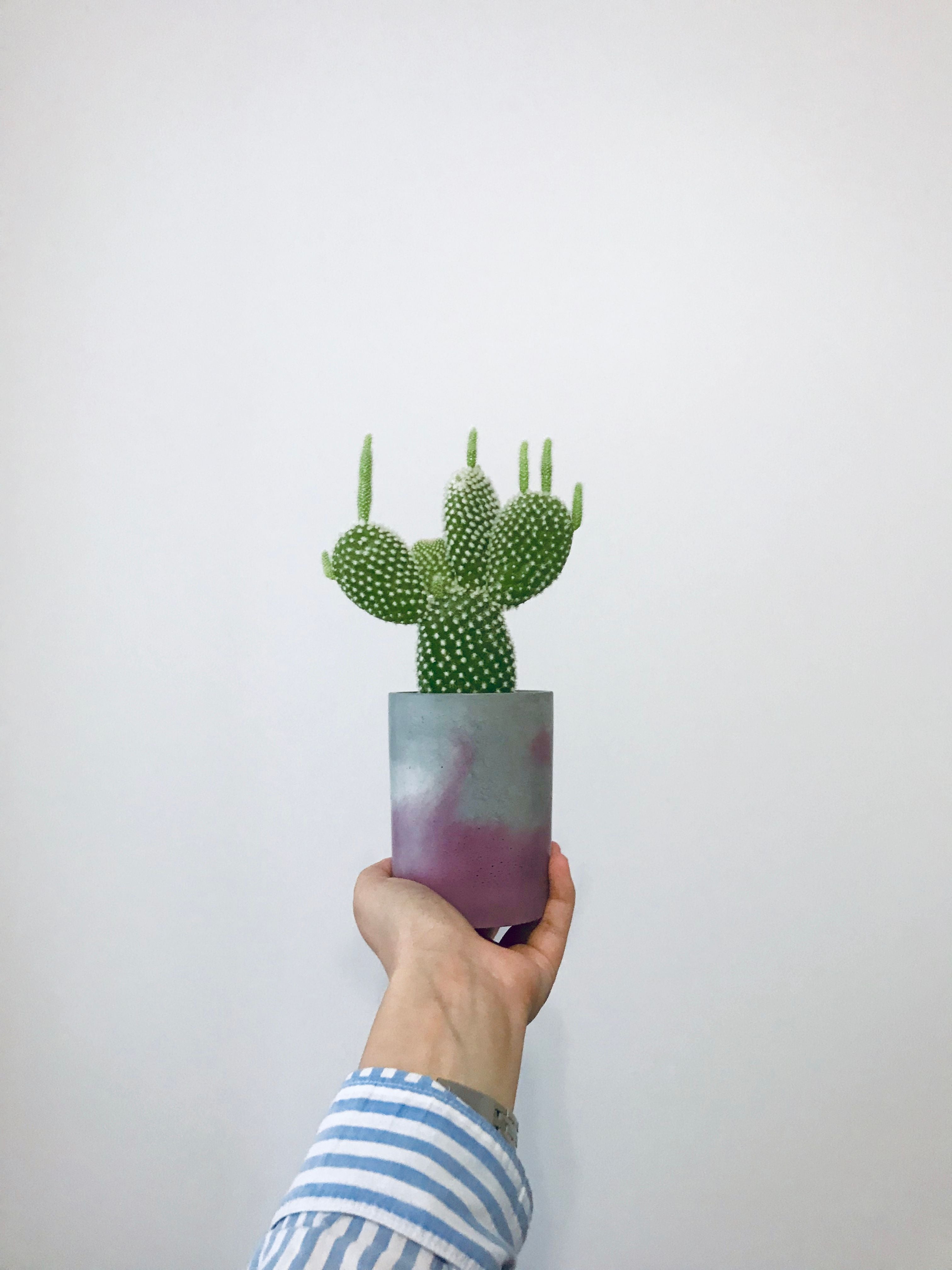 Cactus 24