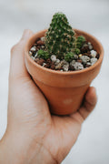 Cactus 55