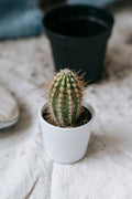 Cactus 18