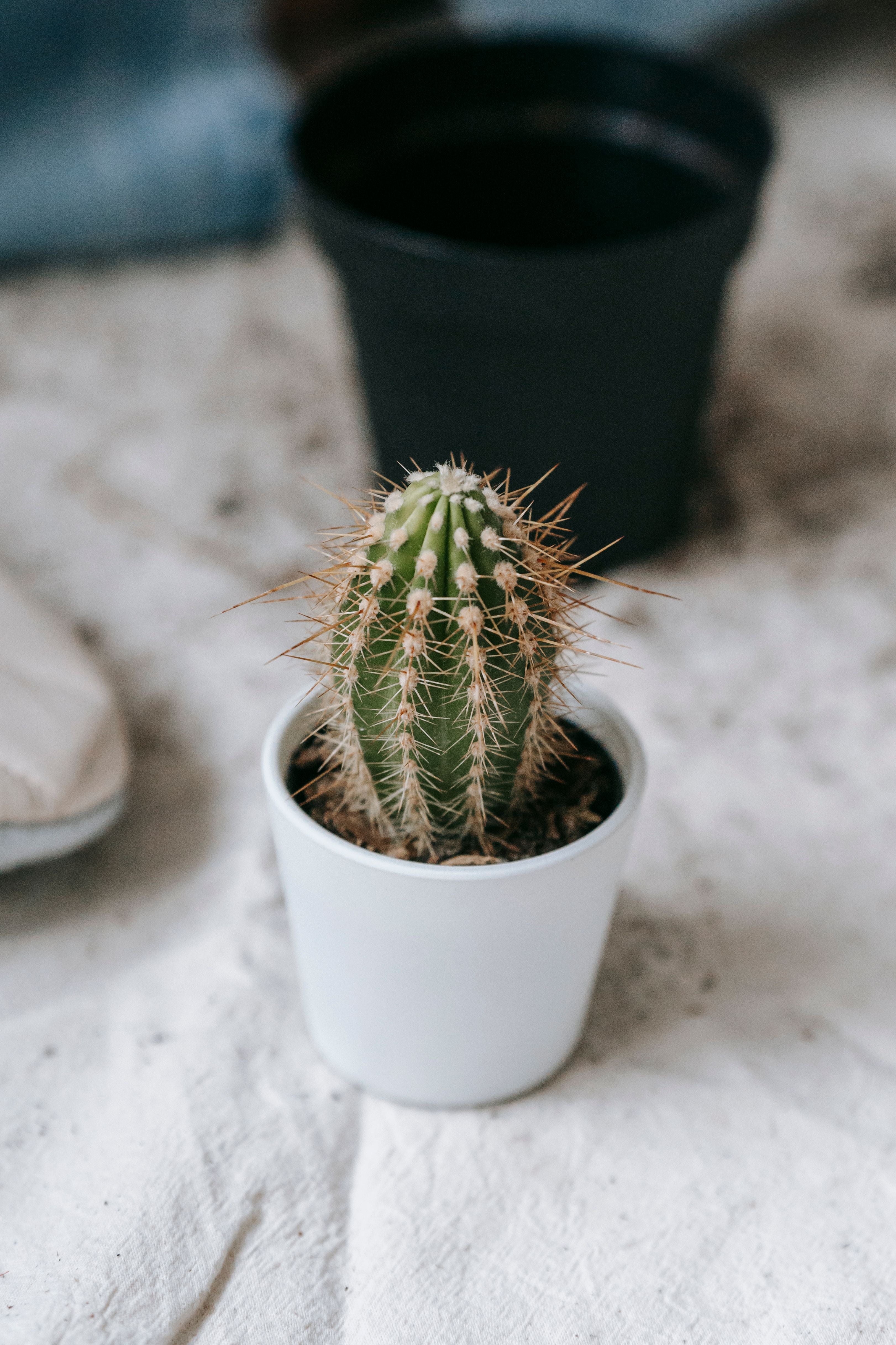Cactus 18