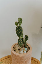 Bunny Ear Cactus 6" Plant
